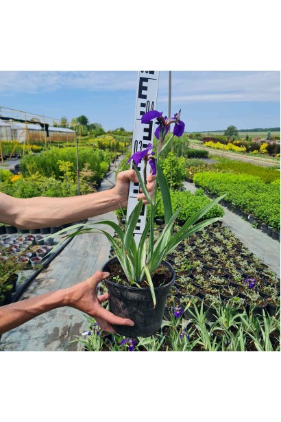 Ірис щетинистий Варієгата - 3л/вис.10-15см/Ø25-30см